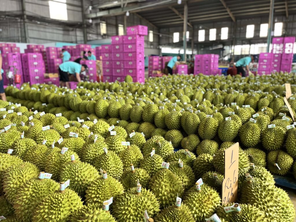 Sau-rieng-ri6-1