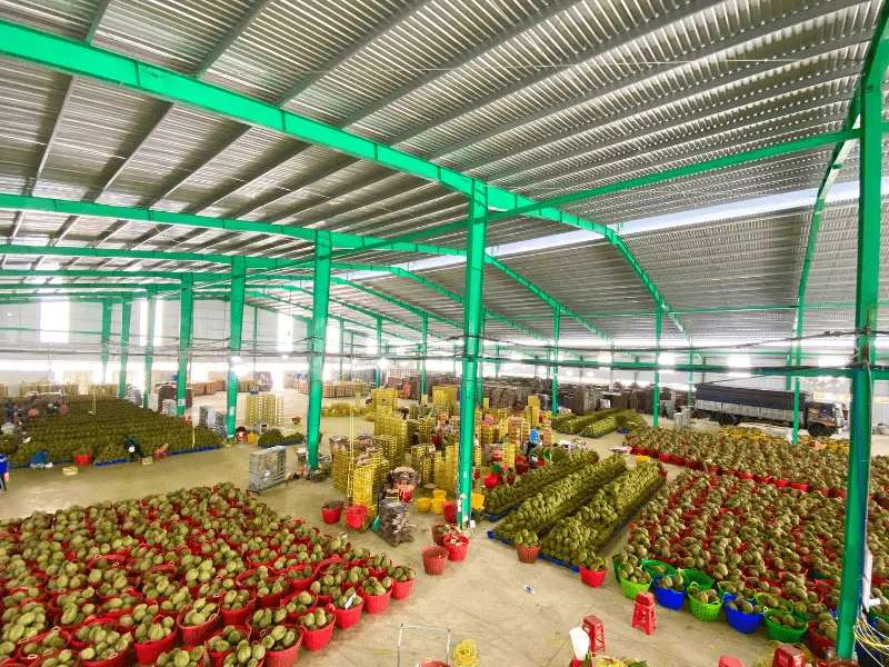 kho-sau-rieng-xuat-khau-thuy-fruits