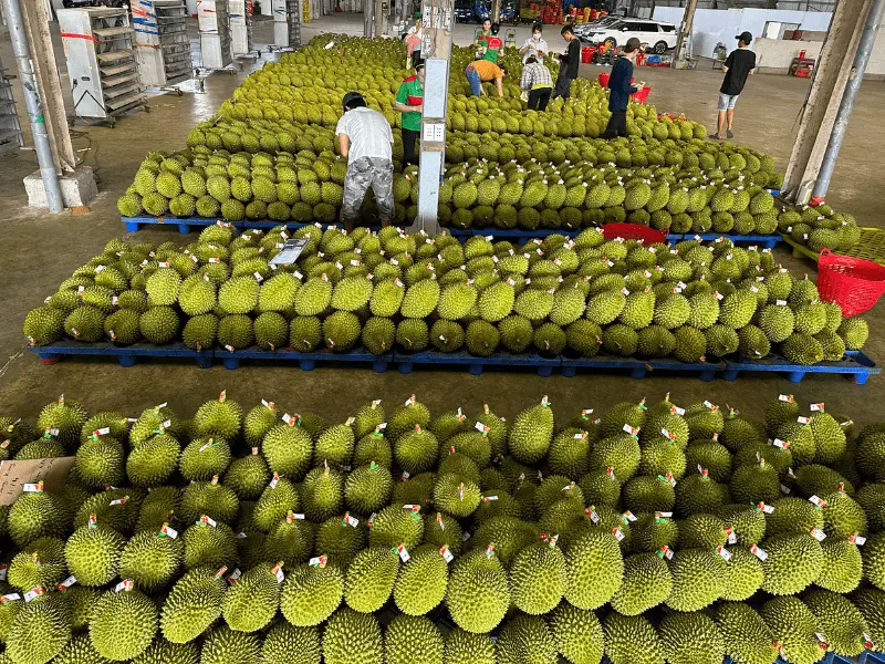 kho-sau-rieng-xuat-khau-thuy-fruits