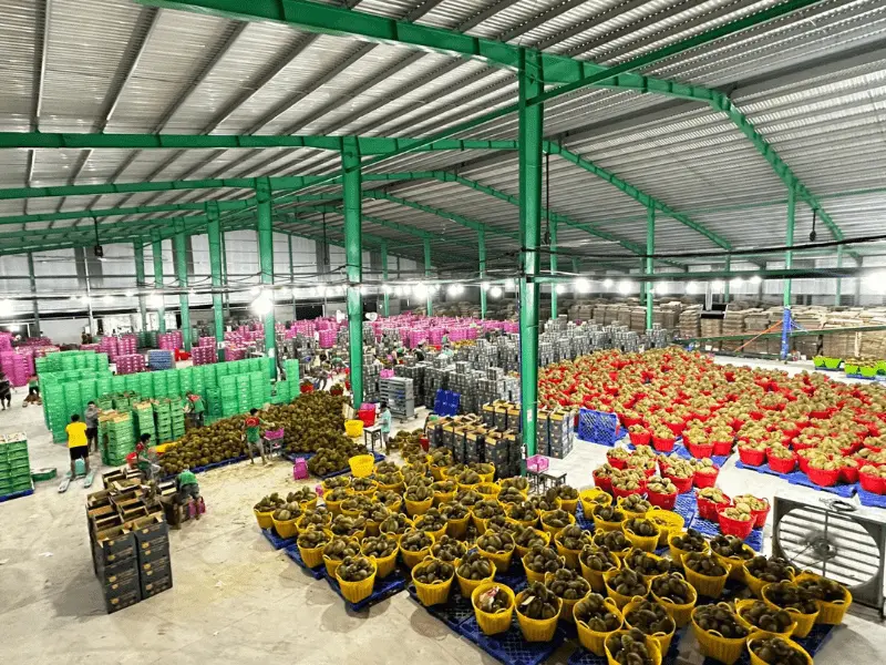 kho-sau-rieng-xuat-khau-thuy-fruits