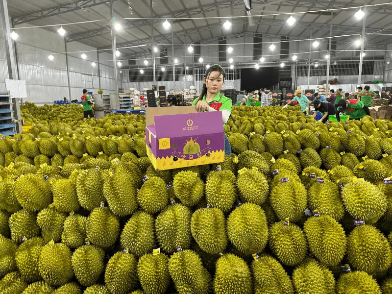 kho-sau-rieng-xuat-khau-thuy-fruits