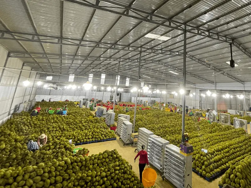 kho-sau-rieng-xuat-khau-thuy-fruits