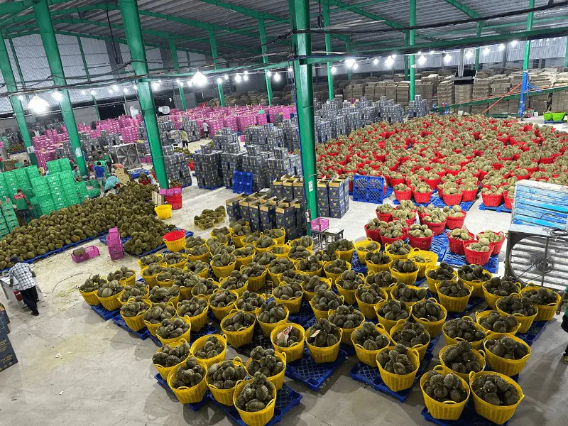 kho-sau-rieng-xuat-khau-thuy-fruits