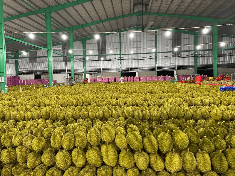 kho-sau-rieng-xuat-khau-thuy-fruits