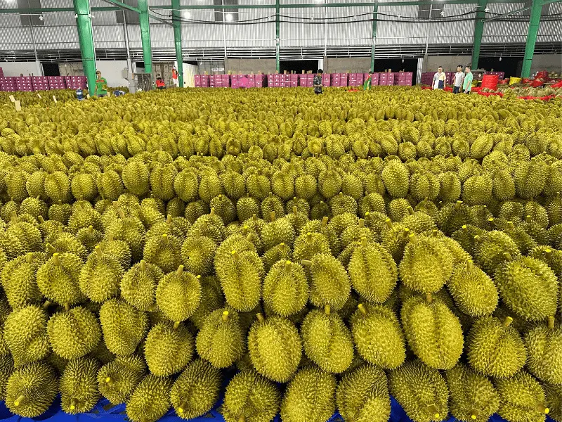 kho-sau-rieng-xuat-khau-thuy-fruits