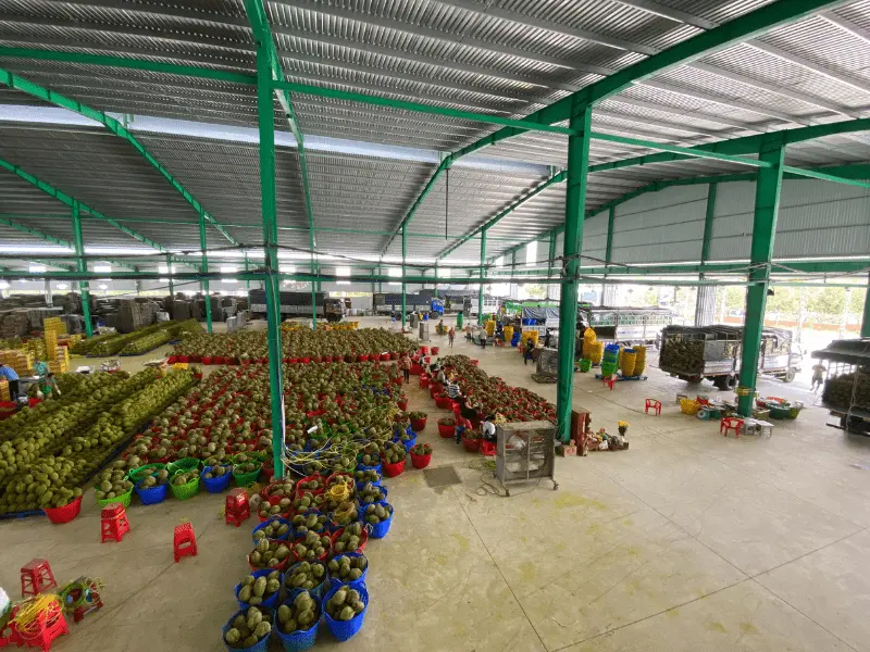 kho-sau-rieng-xuat-khau-thuy-fruits