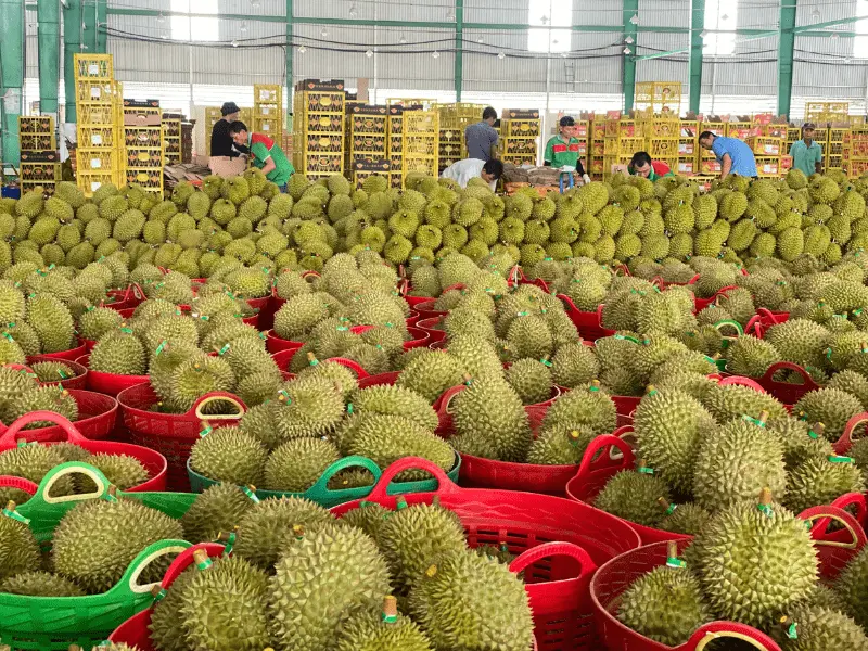 kho-sau-rieng-xuat-khau-thuy-fruits