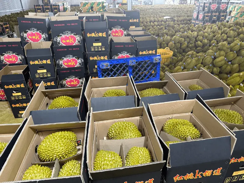 sau-rieng-RI-6-xuat-khau-thuy-fruits