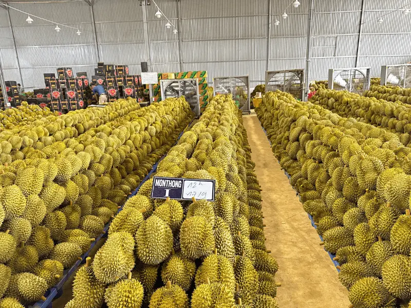 sau-rieng-dona-xuat-khau-thuy-fruits