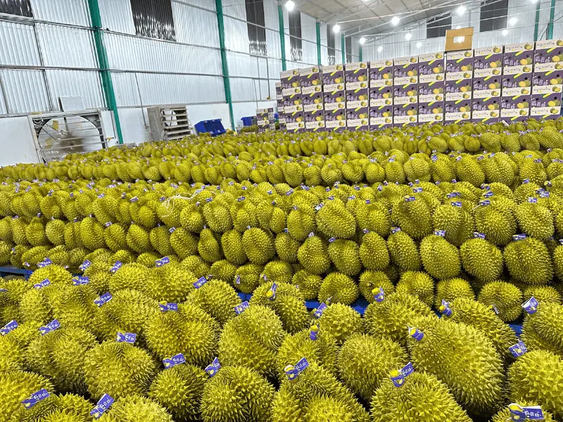 sau-rieng-RI-6-xuat-khau-thuy-fruits