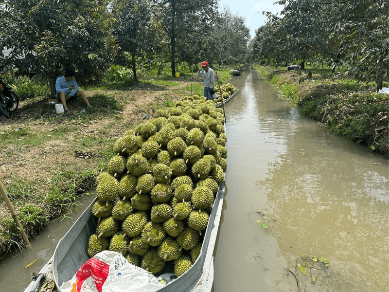 thu-mua-sau-rieng-xuat-khau