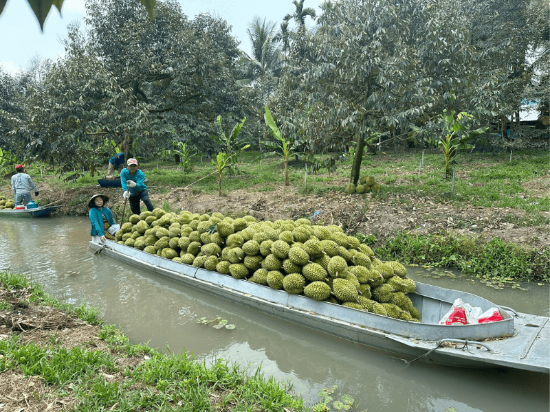 thu-mua-sau-rieng-xuat-khau