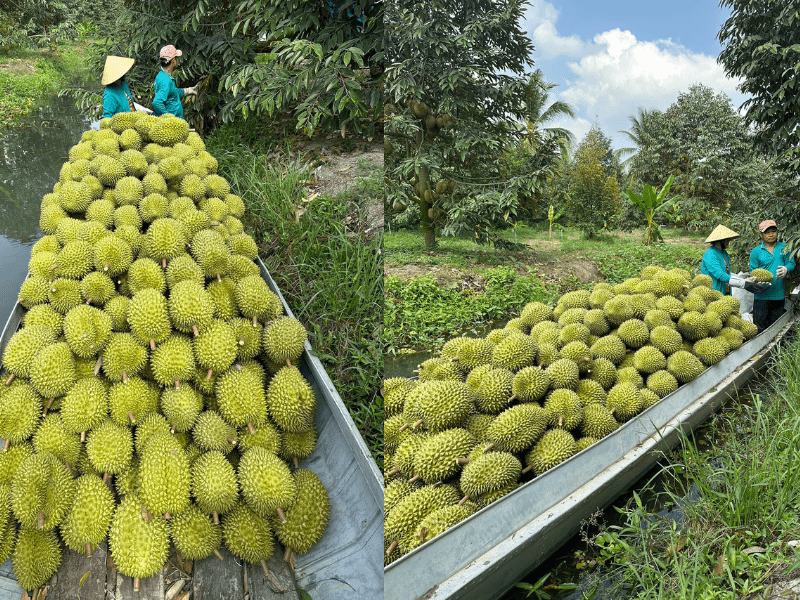 thu-mua-sau-rieng-xuat-khau