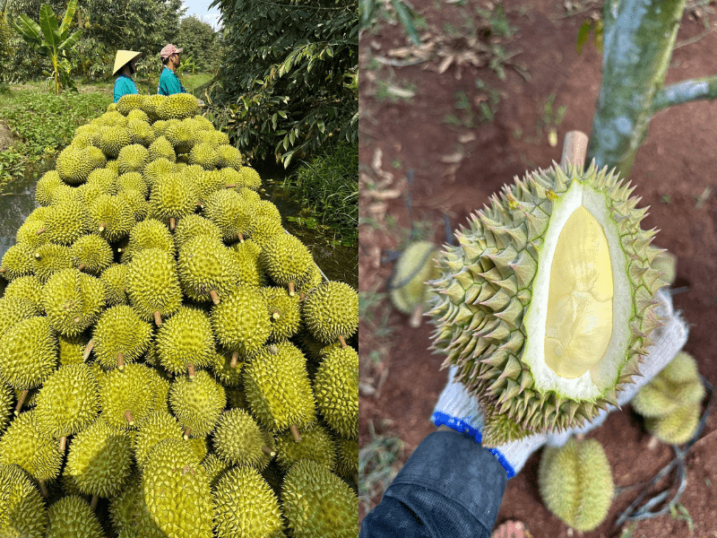 thu-mua-sau-rieng-xuat-khau