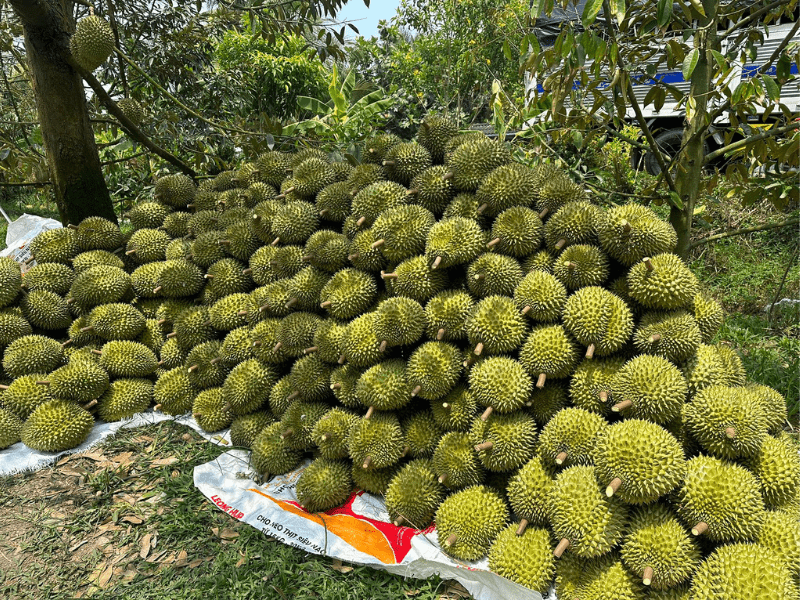 thu-mua-sau-rieng-xuat-khau