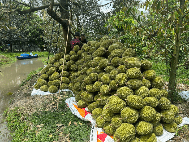 thu-mua-sau-rieng-xuat-khau